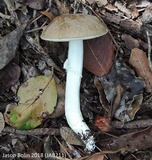 Fistulinella gloeocarpa image