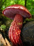 Boletus frostii image