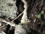 Hyphodermella corrugata image