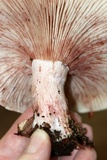 Hygrophorus russula image