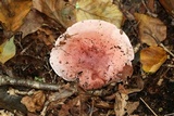 Hygrophorus russula image