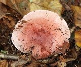 Hygrophorus russula image