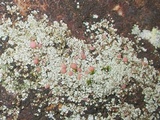 Trapelia glebulosa image