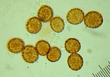 Cortinarius caninus image