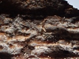 Sphaerobasidium minutum image
