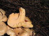 Cantharellus formosus image