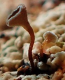 Martininia panamaensis image