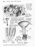 Martininia panamaensis image