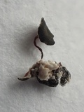 Martininia panamaensis image