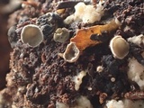 Martininia panamaensis image