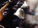 Martininia panamaensis image