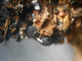Martininia panamaensis image