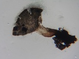 Martininia panamaensis image