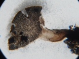 Martininia panamaensis image