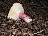 Russula sanguinaria image