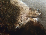 Martininia panamaensis image