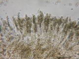 Martininia panamaensis image