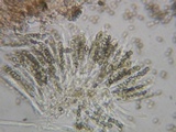 Martininia panamaensis image