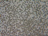 Martininia panamaensis image