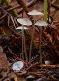 Mycena fragillima image