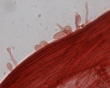 Mycena fragillima image