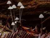 Mycena aciculata image