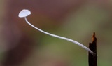 Mycena aciculata image