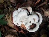 Ganoderma australe image