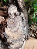 Ganoderma australe image