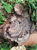 Ganoderma australe image