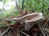 Ganoderma australe image