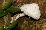 Leucocoprinus cepistipes image