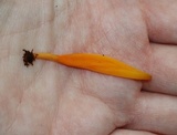 Clavulinopsis laeticolor image