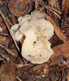 Sebacina sparassoidea image