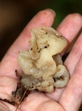 Sebacina sparassoidea image