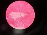 Phlebopus beniensis image