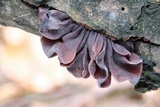 Phaeotremella foliacea image