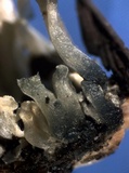 Gymnopilus dilepis image