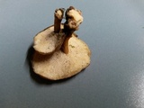 Polyporus brumalis image