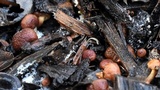 Gymnopilus dilepis image