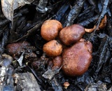 Gymnopilus dilepis image