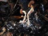Gymnopilus dilepis image