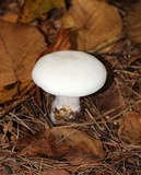 Clitocybe robusta image