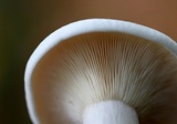 Clitocybe robusta image