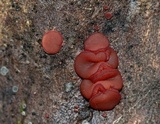 Ascocoryne sarcoides image