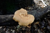 Polyporus tuberaster image