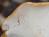 Polyporus tuberaster image