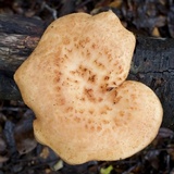 Polyporus tuberaster image
