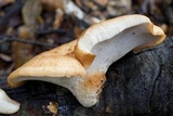 Polyporus tuberaster image