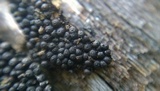 Rosellinia corticium image